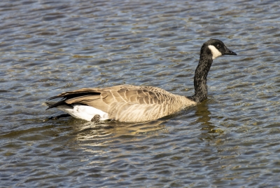 Canadian Goose Yellowstone NP 2024